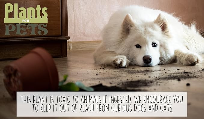 Arrowhead Plant/Syngonium Plant Live Plant Decor, Office Desk Plant, Live Indoor House Plants, Decorative Plants, House Plants Indoors Live Plants Indoor Plants Live Houseplants by Plants for Pets