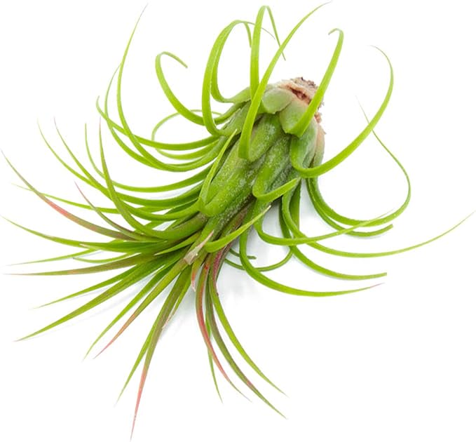 Tillandsia Air Plants Live Indoor Plants (75 Pack), Air Plants Bulk Party Favors or Wedding Favors Live Plants, Air Plant Lover Gifts, DIY Terrarium Kit, Air Succulents Plants Live by Plants for Pets