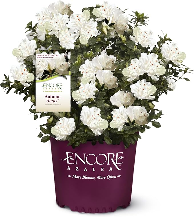 2 Gallon Encore Azalea Autumn Angel Shrub