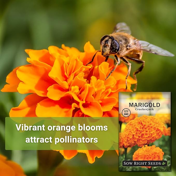 Sow Right Seeds Crackerjack African Marigold Seeds for Planting - Non-GMO Heirloom Seed Packet with Instructions - Companion Plant - Orange & Yellow Blooms Attract Pollinators, Deter Mosquitoes (1)