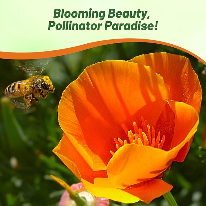 Outsidepride Eschscholzia Orange California Poppy Seeds - 5000 Pcs Annual, Native, Drought Tolerant Wildflower Seeds w/Vibrant Blooms for Full Sun & Drought-Tolerant Pollinator-Friendly Gardens