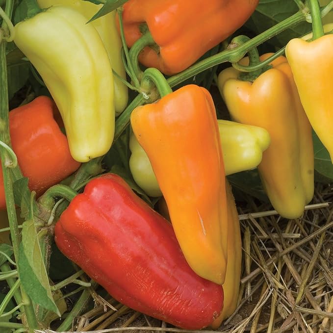 Burpee Gypsy Sweet Pepper Seeds 30 seeds