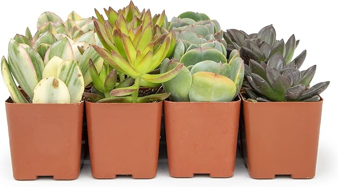 Succulents Plants Live (20PK) Potted Succulent Plants Live House Plants, Cactus Plants Live Plants Indoor Plants Live Houseplants, Indoor Plant Succulents Live Plant House Plant by Plants for Pets