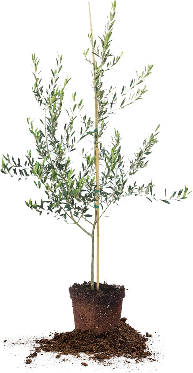 Arbequina Olive Tree - Live Plant, Includes Special Blend Plant Food & Planting Guide- Size (3-4FT)