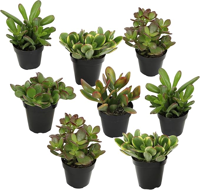 Altman Plants Live Jade Plant Collection (8PK), Classic Jade Plants in 2.5" Pots, Mini Succulents, Sunset Jade, Live Succulents, Crassula Ovata, Variegated Live Plants & House Plants in Succulent Soil