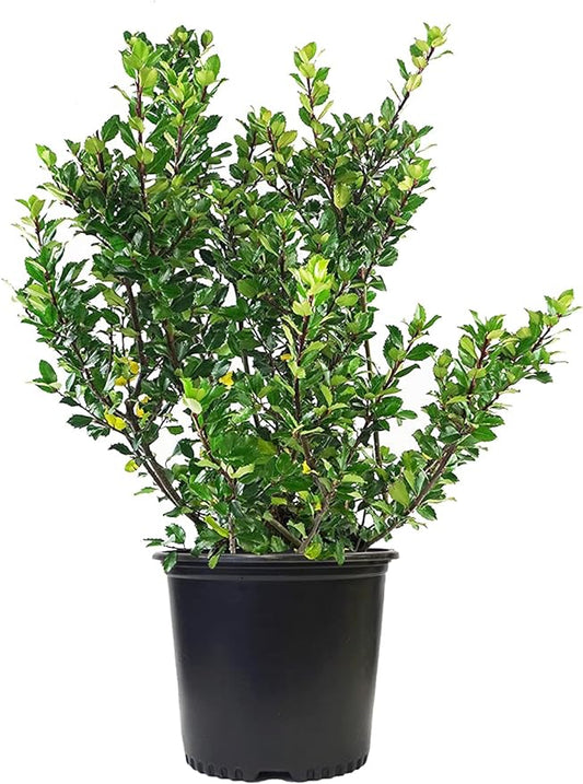 Ilex X meserveae 'Blue Prince' (Blue Holly) Evergreen, #3 - Size Container