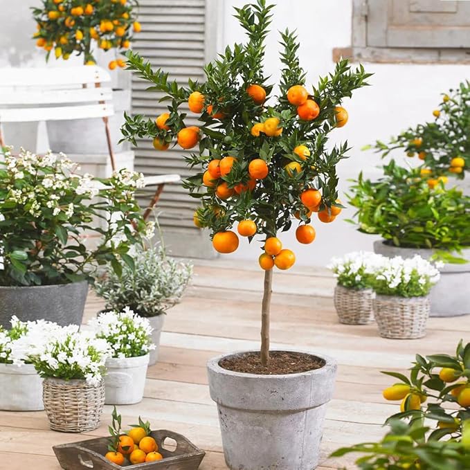 Healthy Soil, Juicy Mandarins - Gardenera's Soil Mix is a Must-Have for Citrus Lovers! - 10 Quart