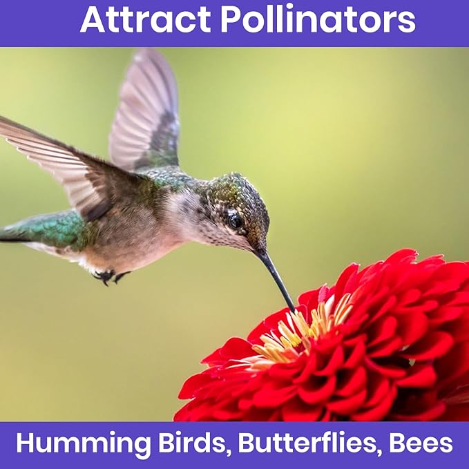 NatureZ Edge Zinnia Seeds for Planting Outdoors, Flower Seeds, Bulk Semillas De Flores para Sembrar, 5 Pack