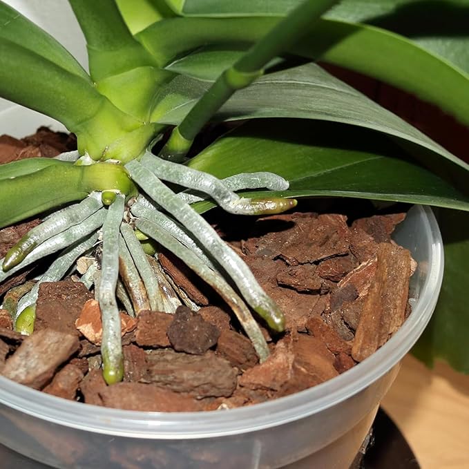 Potting Mix for Indoor Plants (Orchid Bark, 1.0, Quart)