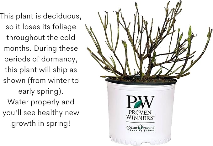 2 Gallon Proven Winners Hydrangea Let's Dance Can Do Shrub