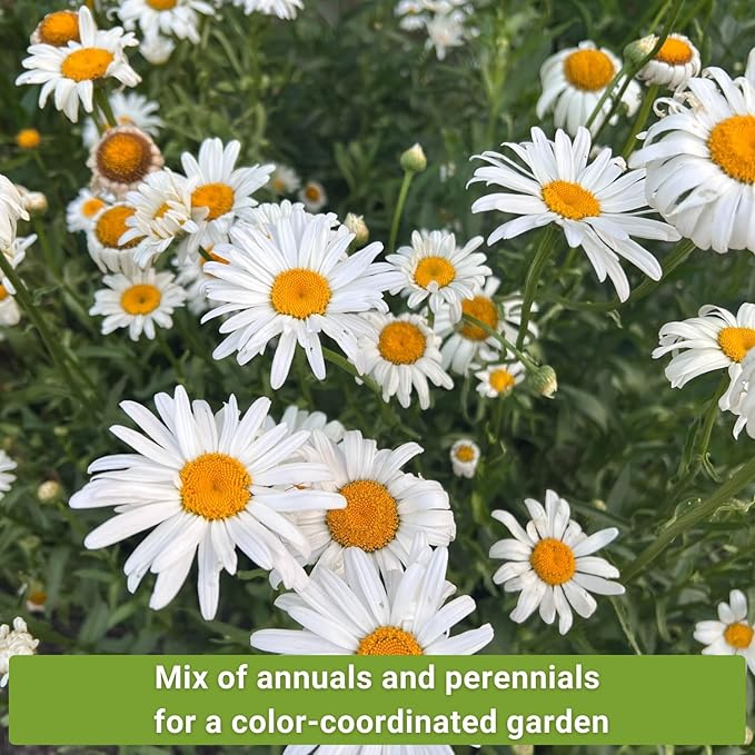 Sow Right Seeds - Moon Garden White Flower Seeds for Planting - Shasta Daisy, Alyssum, Polar Bear Zinnia, Baby’s Breath & Moonflower - Non-GMO Variety to Plant a Stunning Evening Moon Flower Garden