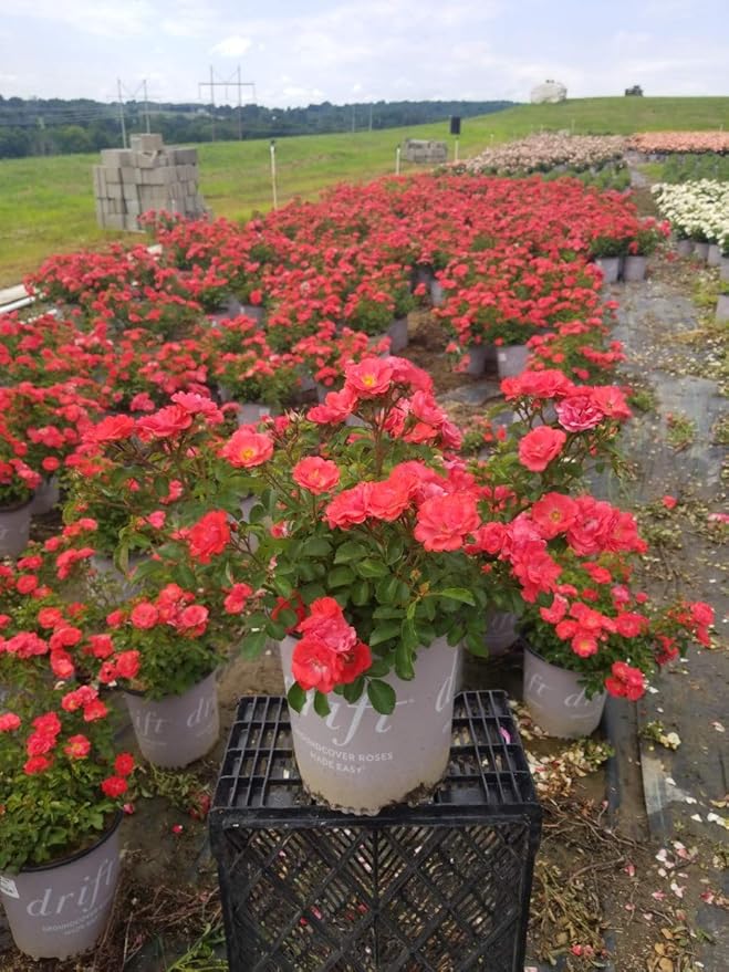 Drift Roses - Rosa Coral Drift (Rose) Rose, coral flowers, #2 - Size Container