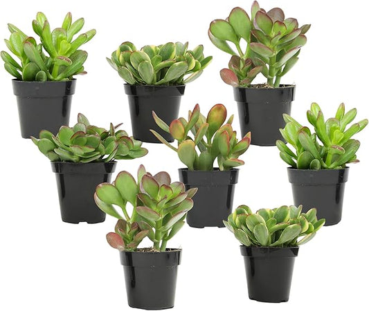Altman Plants Live Jade Plant Collection (8PK), Classic Jade Plants in 2.5" Pots, Mini Succulents, Sunset Jade, Live Succulents, Crassula Ovata, Variegated Live Plants & House Plants in Succulent Soil