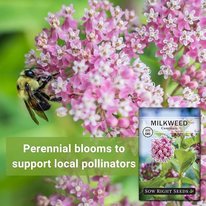 Sow Right Seeds - Common Milkweed Seeds for Planting - Attract Monarch Butterflies to Your Garden - Non-GMO Heirloom Seed Packet with Full Instructions to Plant - Perennial Plant for Pollinators (4)
