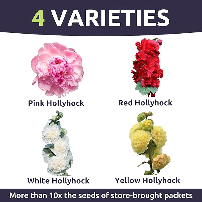 Hollyhock 'Chater's Double' Mix - Large 1/2 Ounce Packet - 1,500 Flower Seeds for Planting - Alcea rosea