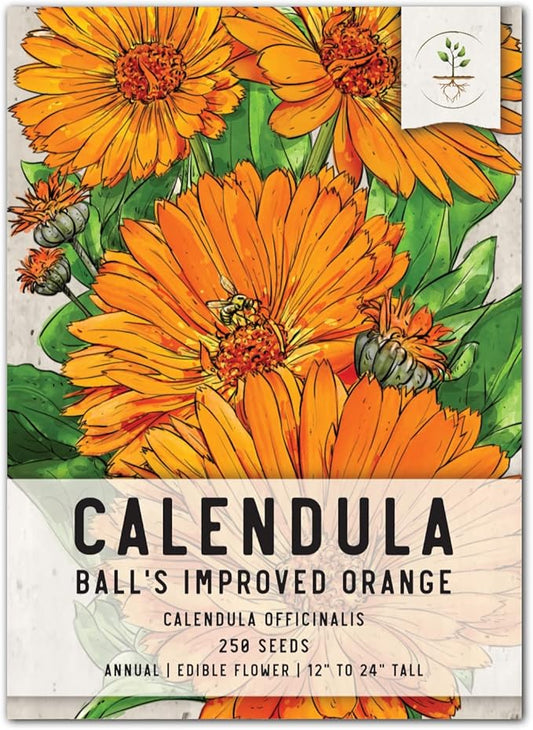 Seed Needs Ball's Improved Orange Calendula Seeds - 250 Seeds for Planting Calendula officinalis - Non-GMO & Untreated Annual Flowers for a Butterfly Garden