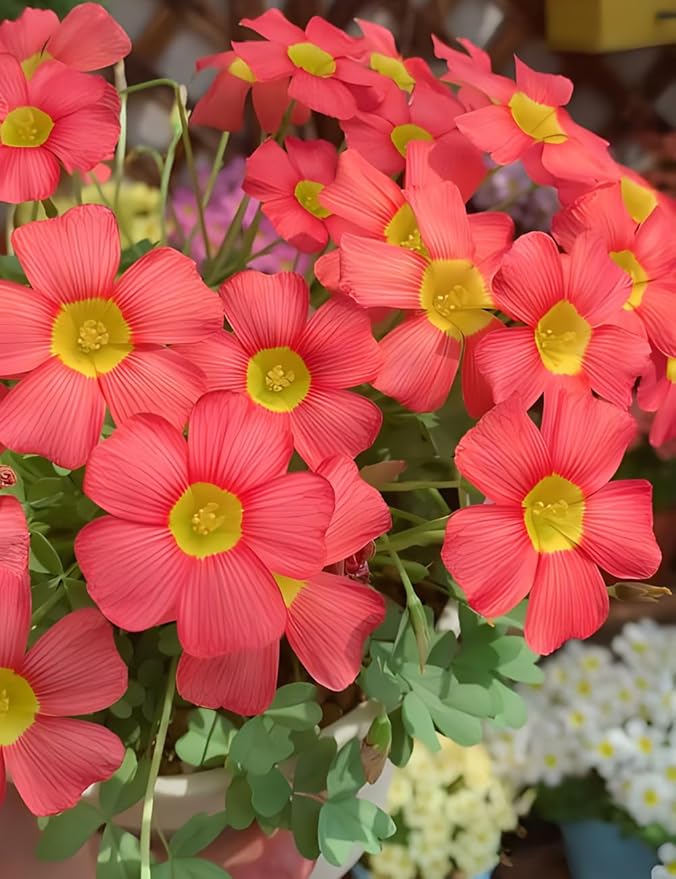 Oxalis Obtusa 'Sundisc' Jane - 5 Premium Bulbs, Red Flowers, Unique Houseplant