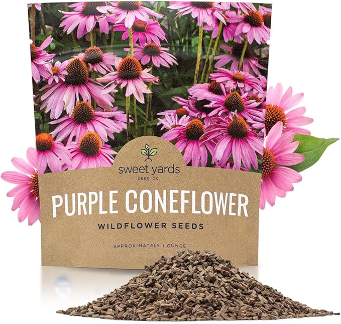 Purple Coneflower Seeds – Extra Large Packet – Over 3,000 Open Pollinated Non-GMO Wildflower Seeds – Echinacea purpurea