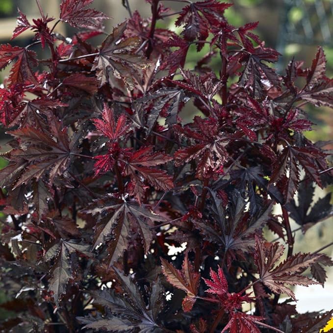 Outsidepride 20 Seeds Perennial Hibiscus Mahogany Splendor Flower Seeds for Planting