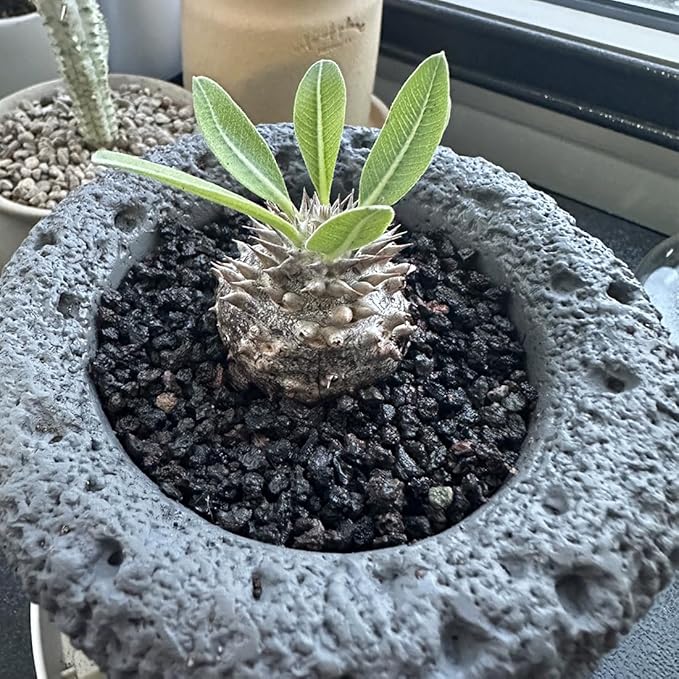 Black Horticultural Lava Rocks for Plants, 5lb Succulents Cactus Bonsai Soil Volcanic Rocks for Aquarium Outdoor Decorative Stones for Craft Projects, Vase Fillers