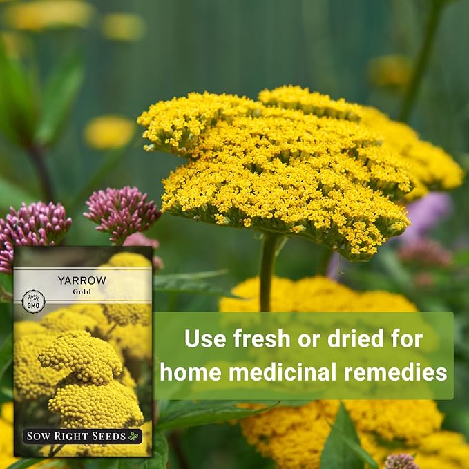 Sow Right Seeds - Achillea Yarrow Gold Flower Seeds for Planting - Flowers to Plant in Your Garden - Non-GMO Heirloom Packet with Instructions - Favorite Perennial to Attract Pollinators (2)