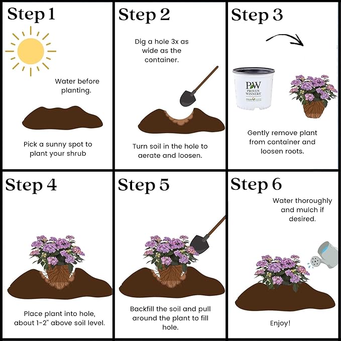 2 Gallon Proven Winners Hydrangea Let's Dance Can Do Shrub