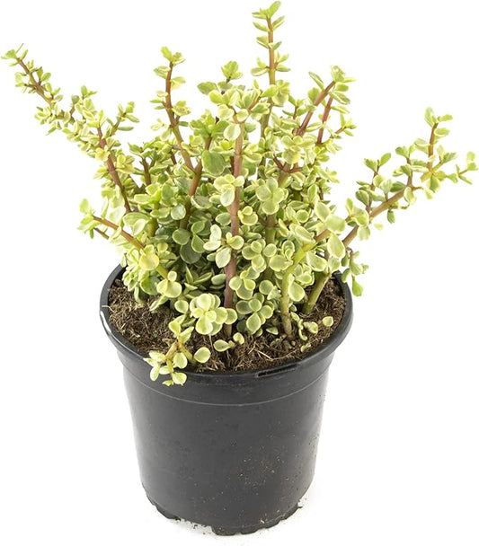Succulents Plants Live Indoor Plants, Portulacaria Variegata Live Houseplants, Live Succulents Live Plants Indoor Succulent Plants, Indoor Plant Real Succulents Plants House Plants by Plants for Pets