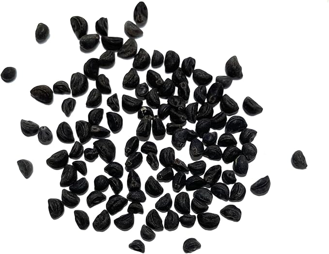 Seed Needs Black Kniolas Morning Glory Seeds for Planting - Heirloom & Open Pollinated Annual Vines - Cover a Fence or Trellis in Deep Purple Almost Black Flowers (5 Packs)