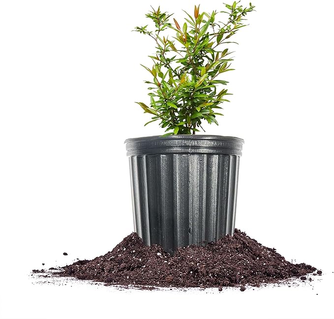 Russian Pomegranate in a 1 Gal. Grower's Pot | Cold Hardy Drought Tolerant | Yields Large Delicious Fruit | Real Dwarf Fruiting Tree
