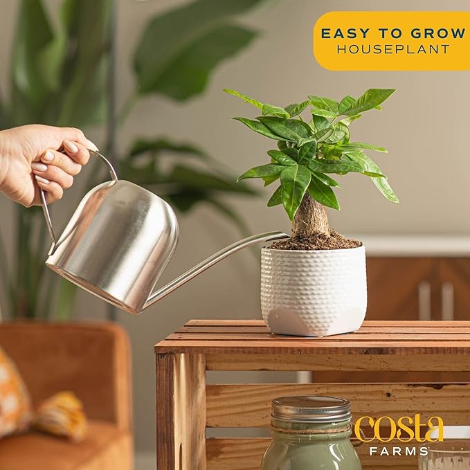 Costa Farms Money Tree, Small Easy to Grow Live Indoor Plant, Live Houseplant in Indoor Plant Pot, Bonsai Potted in Potting Soil, Birthday, Housewarming, Tabletop and Office Home Decor, 10-Inches Tall