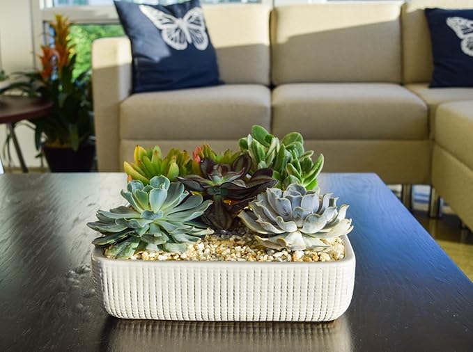 Costa Farms Echeveria Succulents Fully Rooted Live Indoor Plant 6-Inches Tall, in Grower Pot, 3-Pack