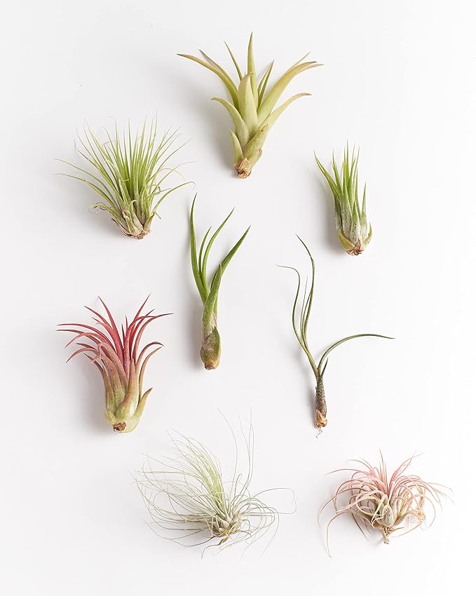 Shop Succulents | Assorted Collection of Live Air Plants, Hand Selected Variety Pack of Air Succulents | Collection of 8