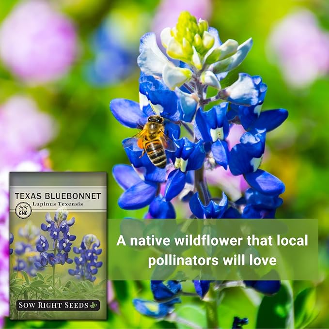 Sow Right Seeds - Texas Bluebonnet Seeds to Plant - Non-GMO Heirloom Seeds -Full Instructions for Planting - Beautiful Perennial Blue Blooms -Sweet Addition to Your Yard (1)