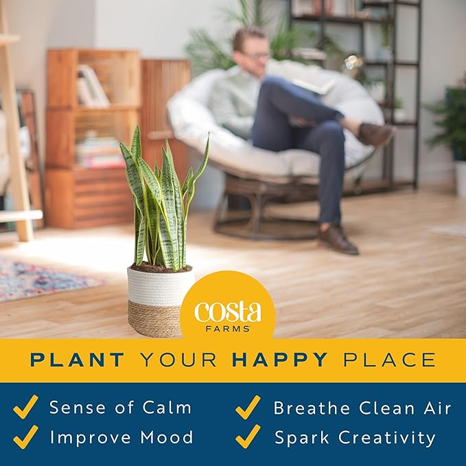 Costa Farms Live Snake Plant, Sansevieria, Easy Care House Plant in Modern Decor Pot, Houseplant in Potting Soil Mix, Succulent Plant Gift for Housewarming, Office and Home Decor, 2-3 Feet Tall