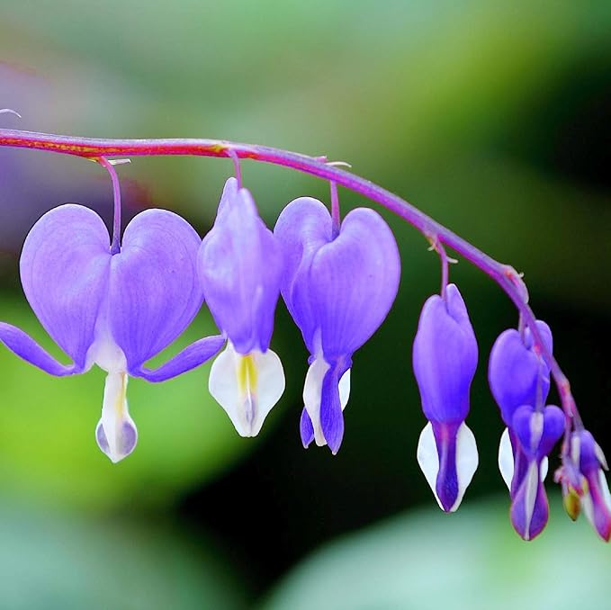 CHUXAY GARDEN Purple Bleeding Heart Seed 10 Seeds Stunning Flowering Plant Great Ornamental Features Exotic Charm Courtyard Flower