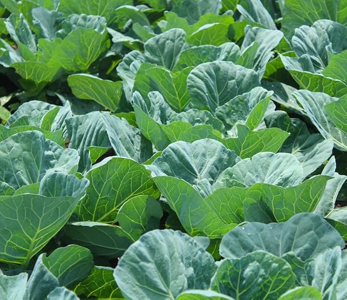 Collard Green Seeds for Planting - Plant & Grow Georgia Southern Collards - Full Planting Instructions to Plant a Home Outdoor Vegetable Garden - Great Gardening Gift, 2 Packets