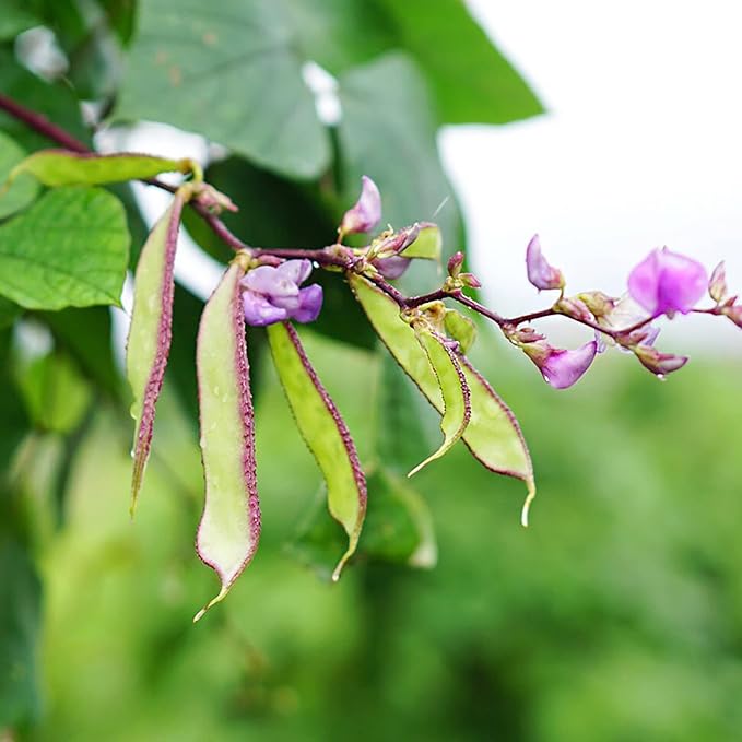 Hyacinth Bean Seeds Lablab Purpureus Vigorous, Fast-Growing Vine Plant Showy, Fragrant Flowers Edible Leaves, Pods Ornamental Plant Popular Choice for Trellises, Arbors, Fences 10Pcs by YEGAOL Garden