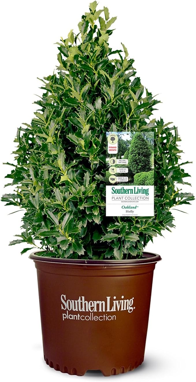 3 Gallon Southern Living Plant Collection Holly Oakland Shrub