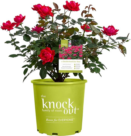 Knockout ' Double Rose, 1 Gallon, Cherry Red