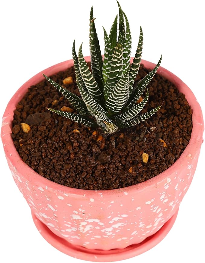 6 lb Extra Small Grain Japanese Super Hard Akadama Bonsai Soil (1-3mm), Indoor/Outdoor Plant Soil Mixture, Drainage and Breathable, Promote Rooting