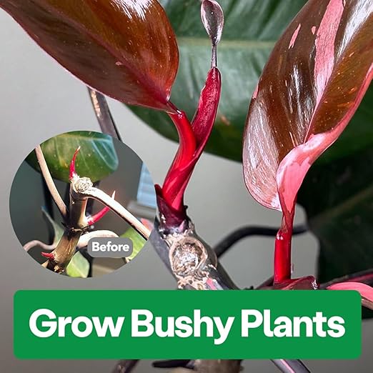 Noot Bio-Organic Plant Food Liquid Fertilizer - Makes 7 Gallons - Root Boosting Mycorrhizae - Fast Growth for Monstera, Aroid, Succulent, Orchid, Calathea, Philodendron - Use Every Watering (2 Vials)