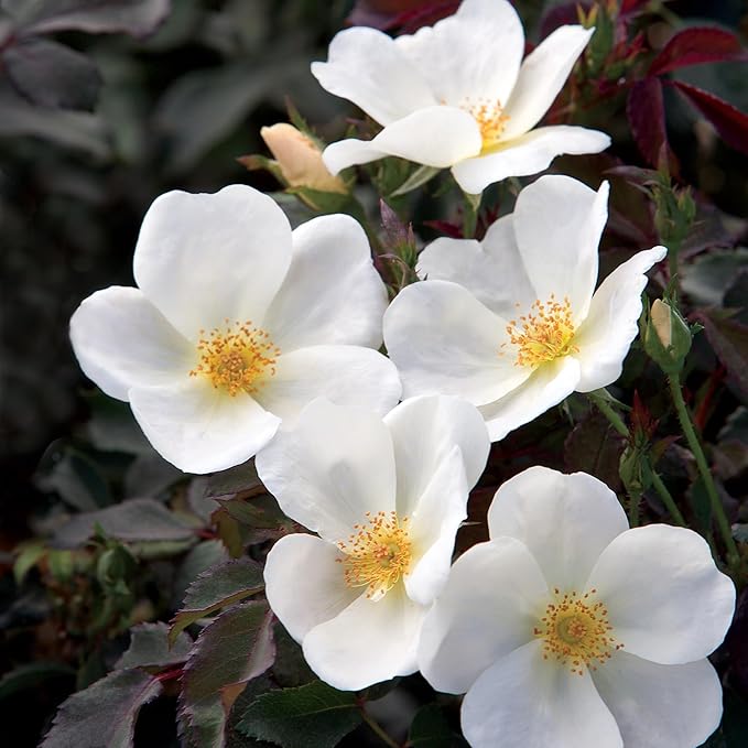 1 Gallon The White Knock Out® Rose Plant with Pure White Blooms
