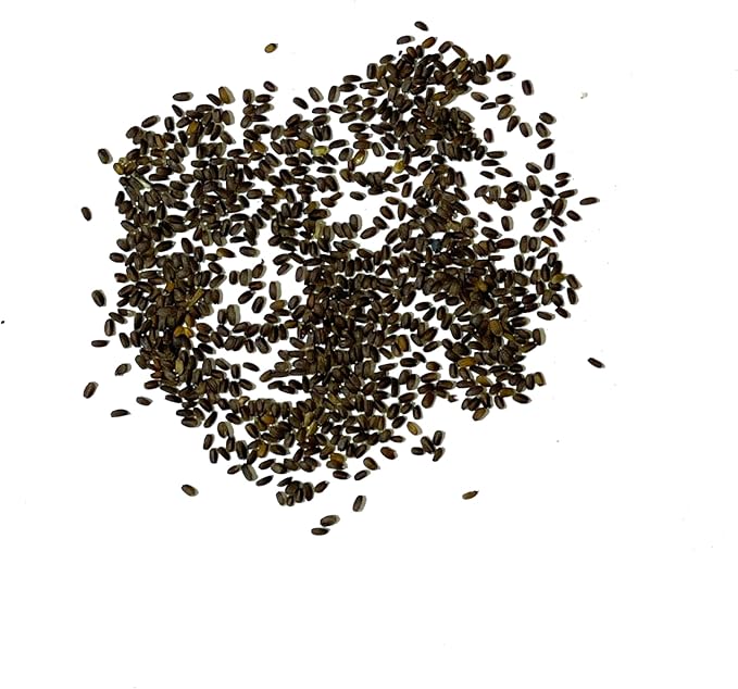 Seed Needs Anise Hyssop Seeds for Planting - Non-GMO, Heirloom & Untreated - Organically Grow a Medicinal/Culinary Herb Garden for Tea & Essential Oils (5 Packs)