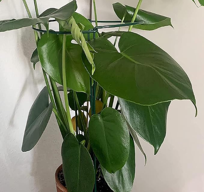 TCBWFY 10 Pack Plant Support Stakes for Peony,10" Widex24 High Heavy Duty 4.5mm Peony Cages and Support,Metal Peony Supports for Outdoor Indoor Plants,Plant Supports for Peony