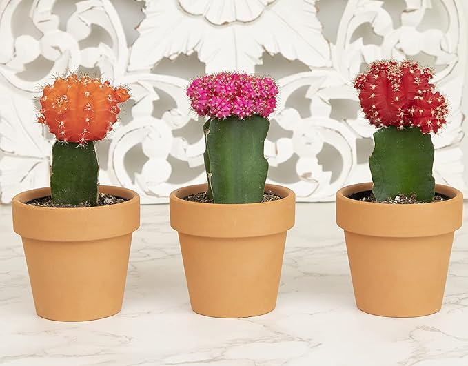 Grafted Cactus Plants Live in Clay Pots for Plants (3 PK), Live Cactus Plant in Cactus Soil Potting Mix, Live Mini Cactus Succulents Plants Live Cacti, Live Succulents in Cactus Pot by Plants for Pets
