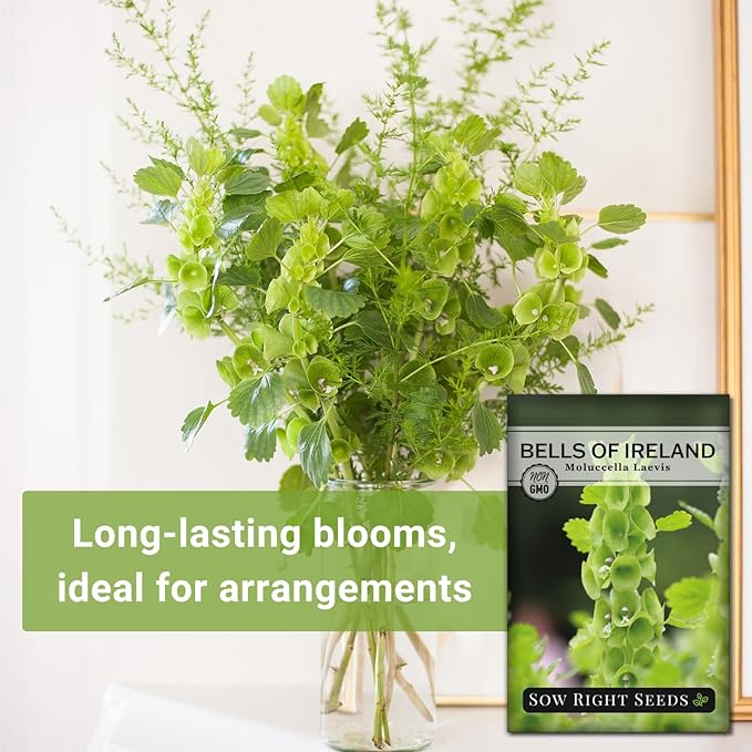 Sow Right Seeds - Bells of Ireland Flower Seeds for Planting - Unique Green Flowers to Plant in Your Home Garden - Non-GMO Heirloom Packet with Instructions - Annual Blooms Attract Pollinators