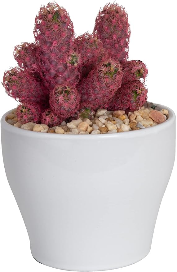 Costa Farms, Premium Live Indoor Desert Gems Purple Cacti, Tabletop Plant, White Gloss Euro Ceramic Decorator Pot, Shipped Fresh From Our Farm, Excellent Gift