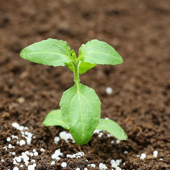 Seed Needs, Holy Basil Seeds - 500 Heirloom Seeds for Planting Ocimum Sanctum - Medicinal Tulsi Herb to Plant Indoors or Outdoors, Non-GMO & Untreated (5 Packs)