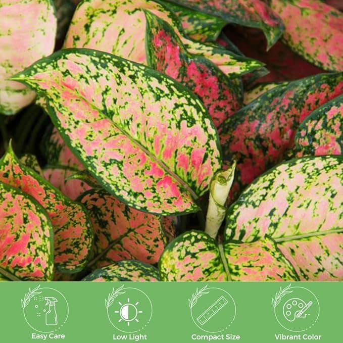 American Plant Exchange Aglaonema Hot Pink Wishes, 6-Inch Pot, Stunning Pink & Red Color, Easy Care Live Plant for Home & Office