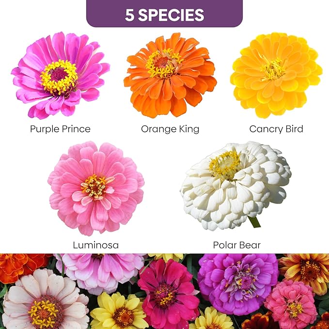 Zinnia Seeds Mix, 1 Oz, Over 3,000 Flowers Seeds, 5 Varieties Garden Seeds (Pink, Yellow, Orange, White, Purple), Mixed Colors and Large Blooms, Seeds for Planting, Open Pollinated - Bulk